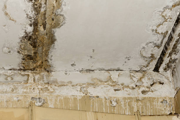 Best Forensic Mold Investigation  in Carrier Mls, IL