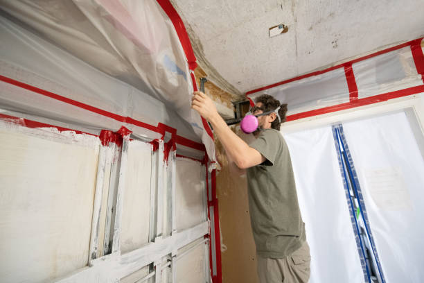 Best Black Mold Removal  in Carrier Mls, IL