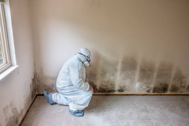 Best Attic Mold Removal  in Carrier Mls, IL